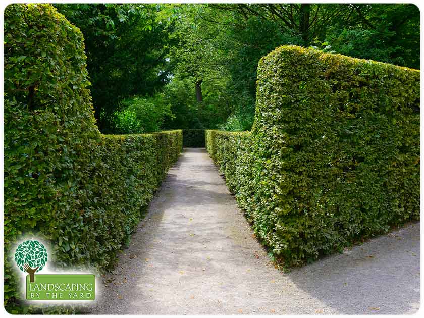 3 Plant Species That Will Work Well as Boundary Hedges
